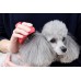 日本Palm Animaux 寵物梳 綠色